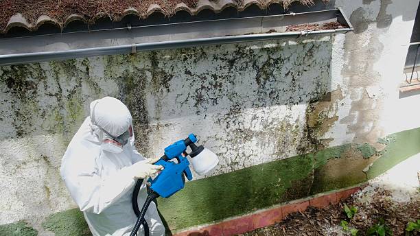 Trusted Attic Mold Removal service in Jacksonville, FL - Cheap Mold Removal
